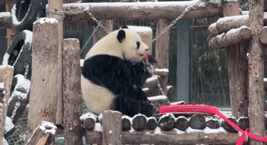 大熊貓萌蘭雪中啃胡蘿卜變糖霜寶寶